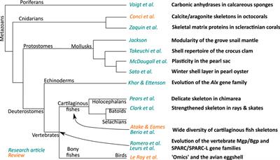 Editorial: The evolution of biomineralization in metazoans